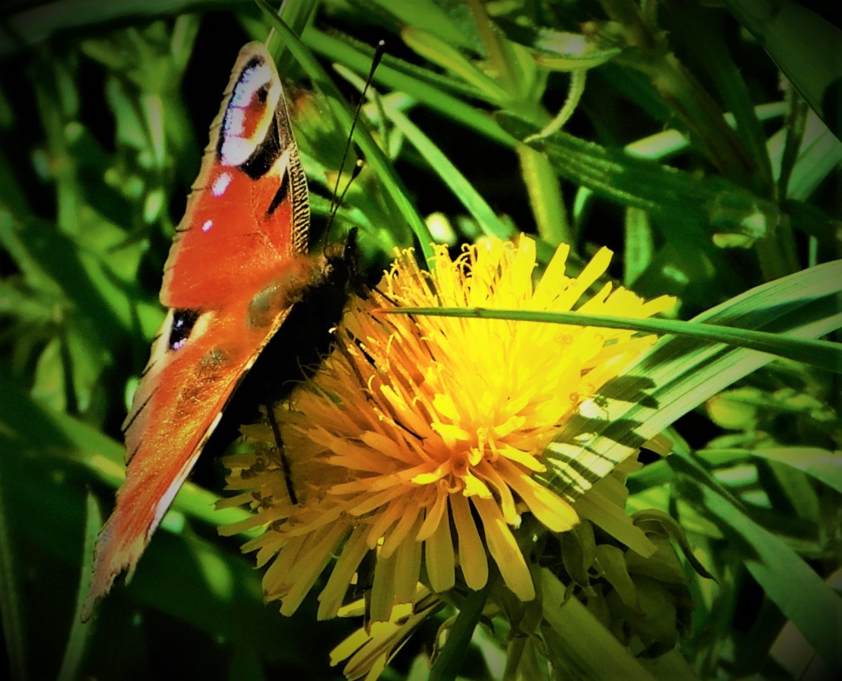 All Time XIs: All&nbsp;Captains