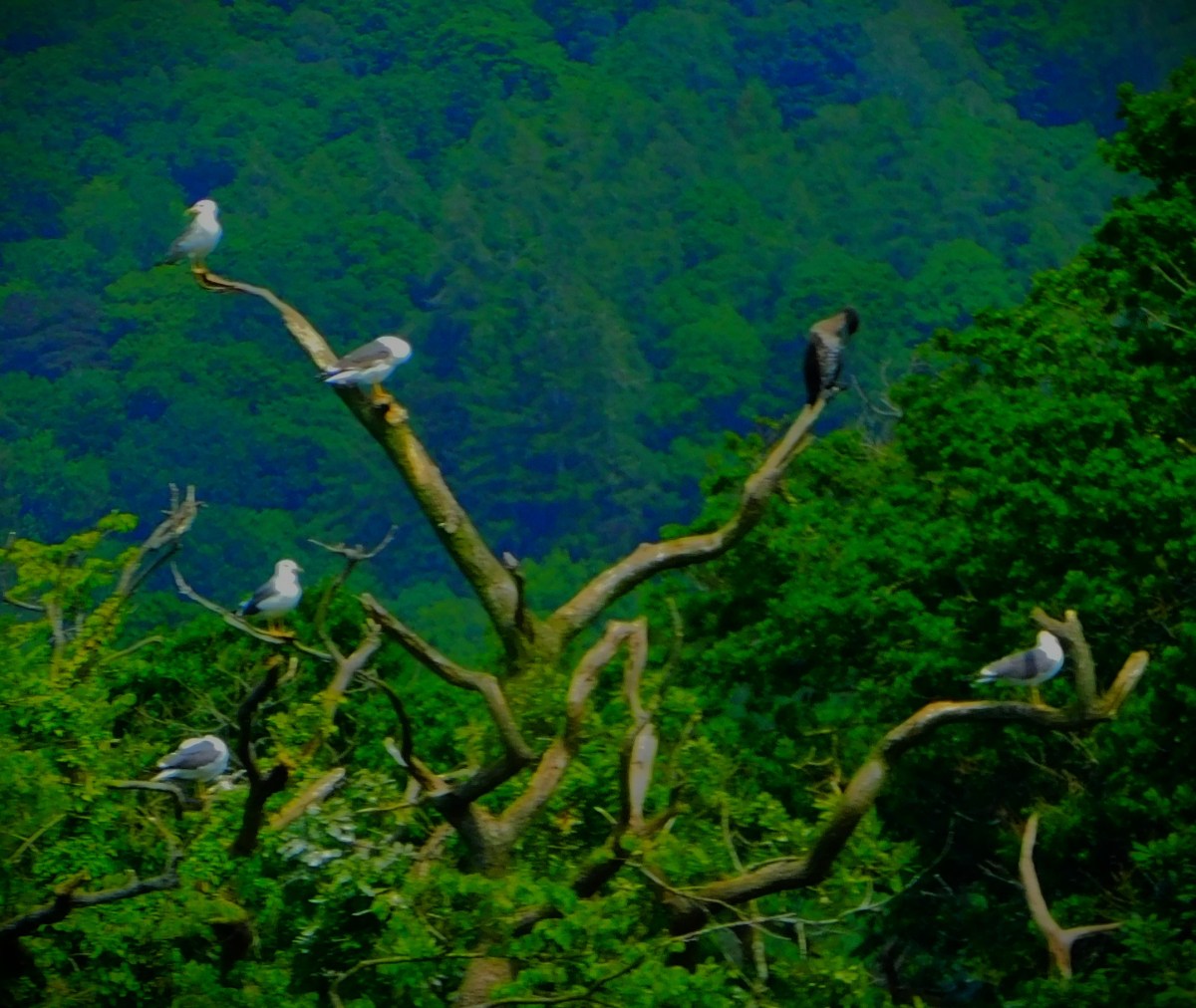 Lake District 2023: Birds of&nbsp;Windermere