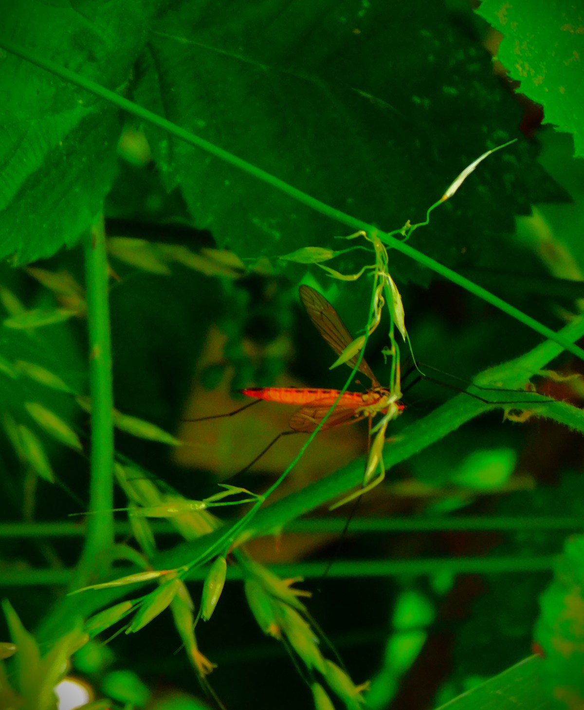 Developments in the&nbsp;Ashes