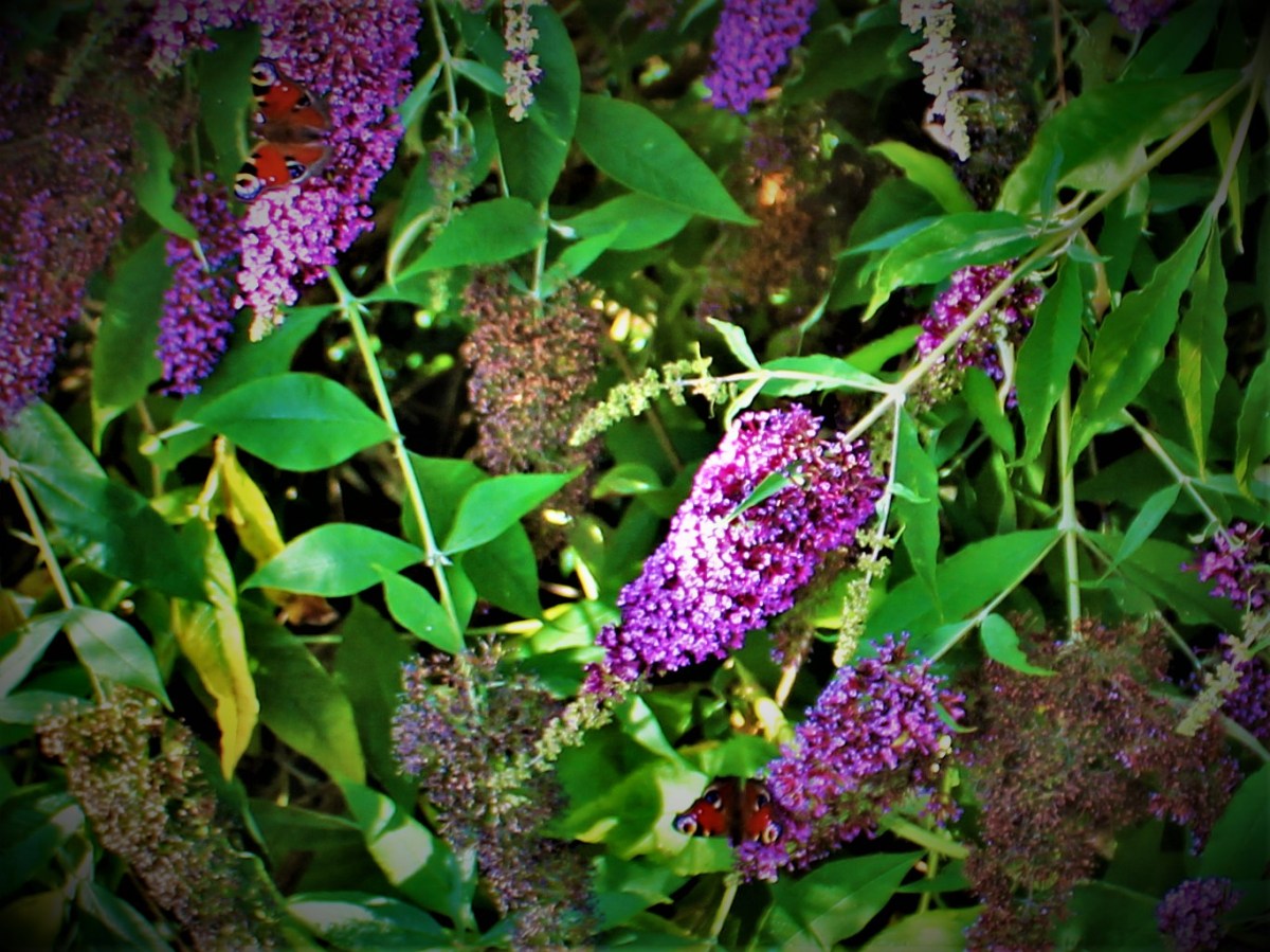 All Time XIs – The Letter&nbsp;G