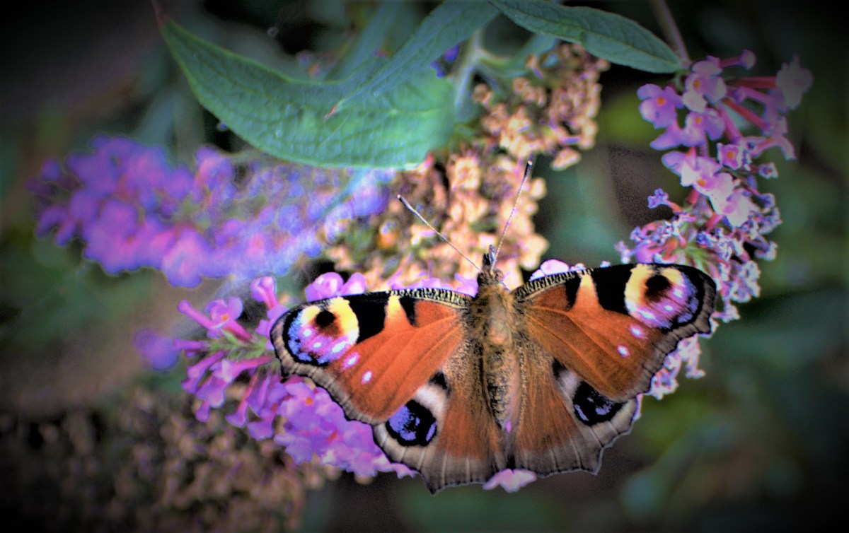 All Time XIs – The Letter&nbsp;F