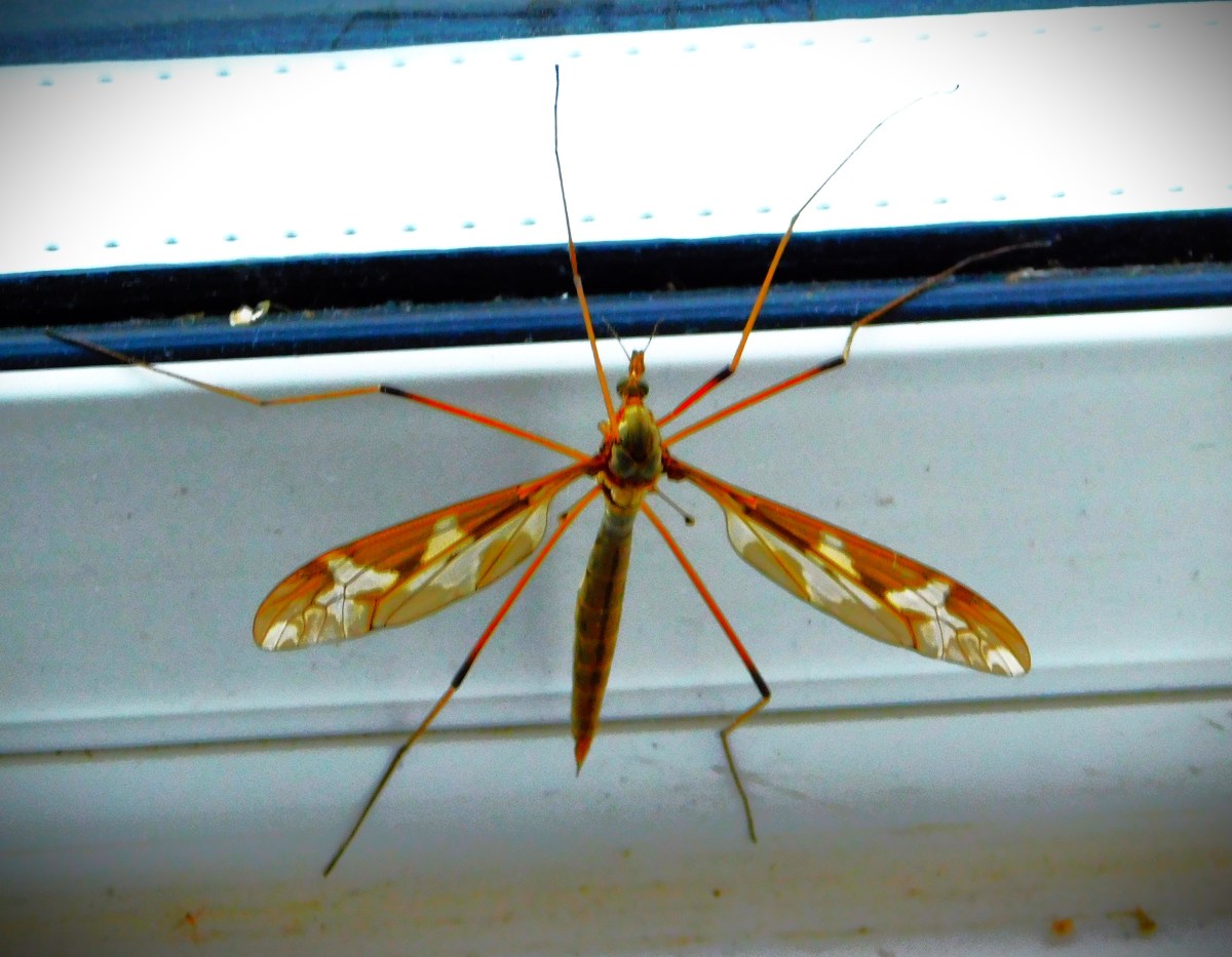 All Time XIs – Similar Names, Different&nbsp;Players