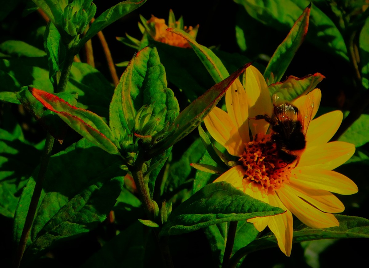 The One Day Cup&nbsp;Semi-Finals