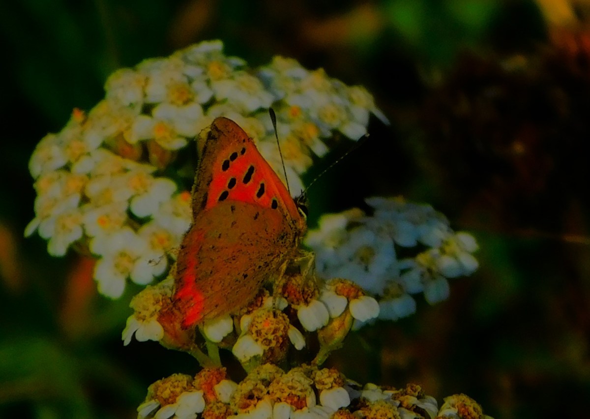 England v Sri Lanka&nbsp;Mismatch