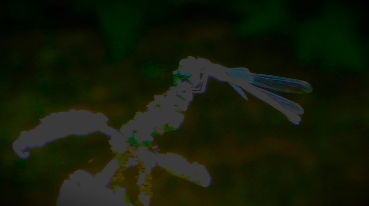 All Time XIs – The Game’s Old&nbsp;Testament