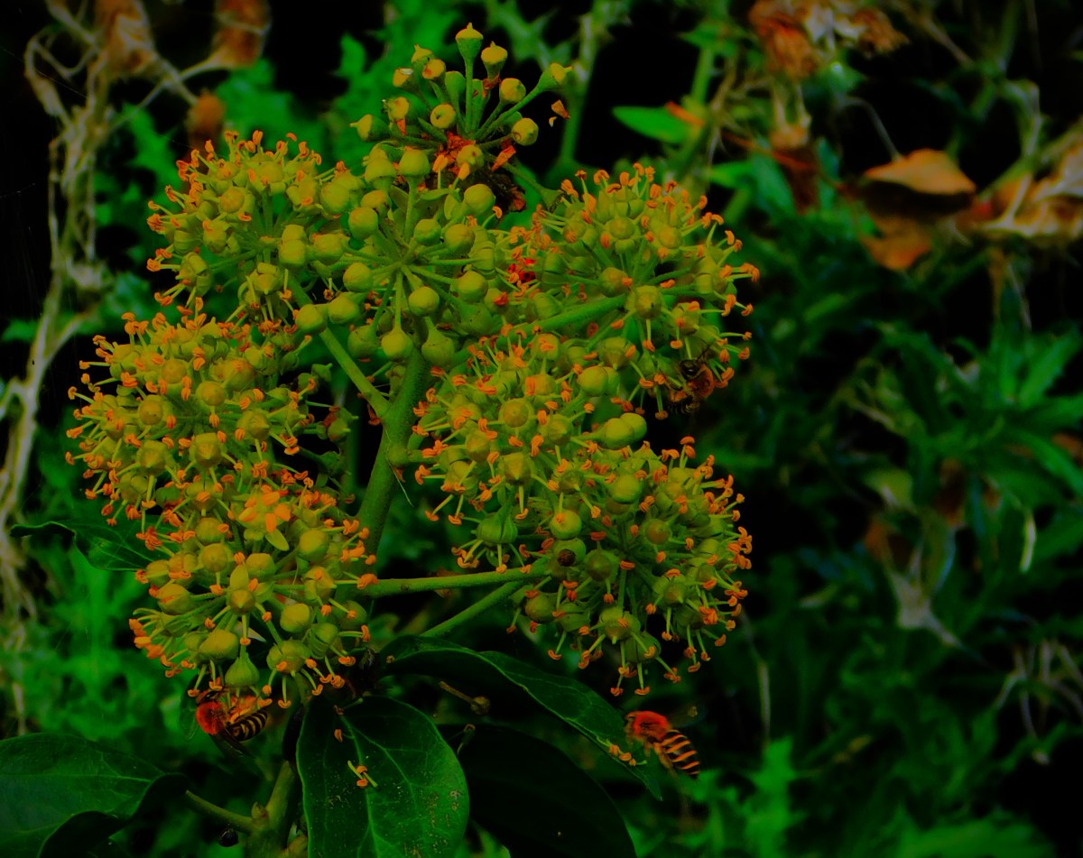 All Time XIs – All Rounders v&nbsp;Specialists