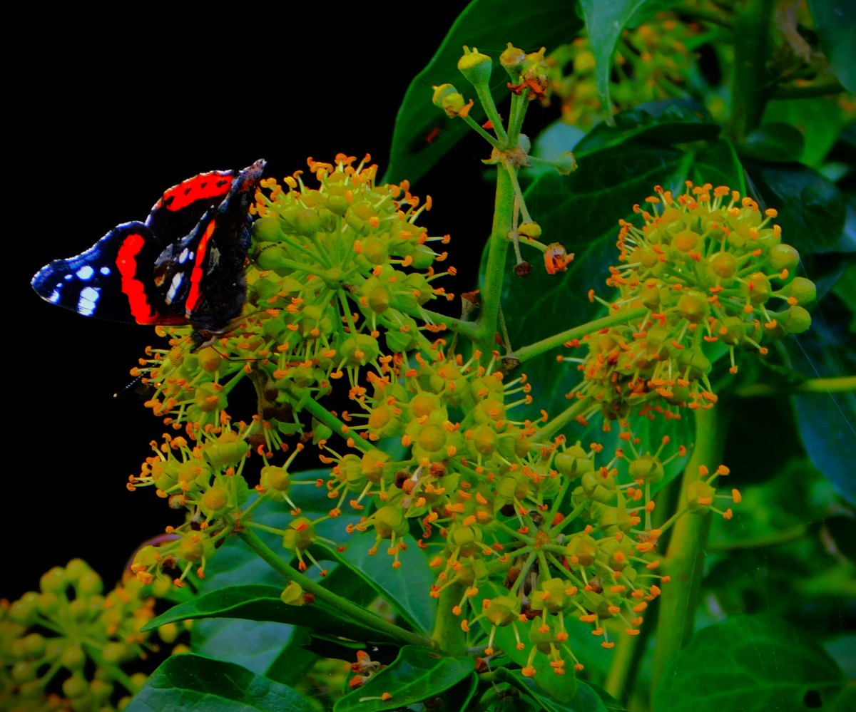 The Closing Stages of the County Championship&nbsp;Season