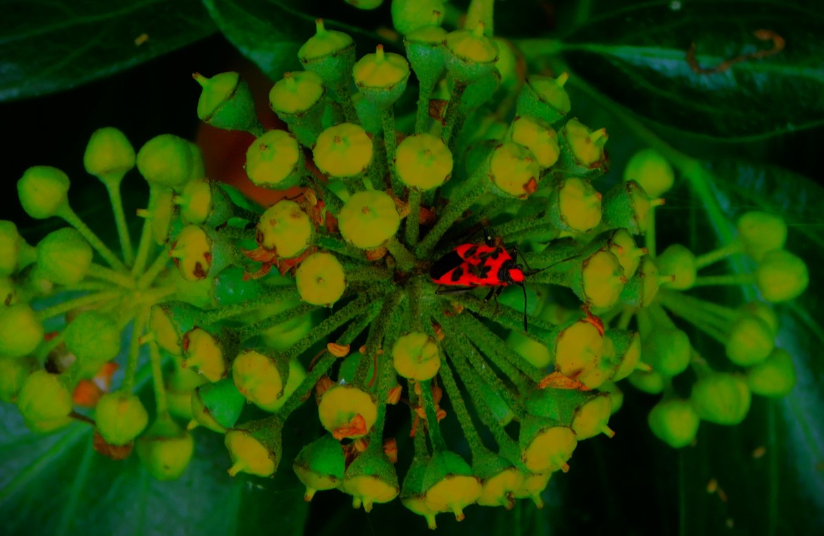 Europe’s Ryder Cup&nbsp;Triumph