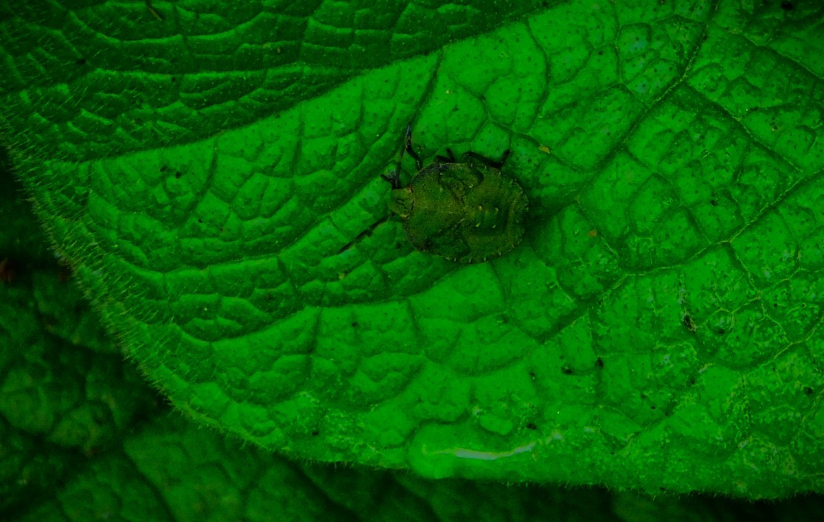 All Time XIs – England Not The Best In Their Own&nbsp;Family