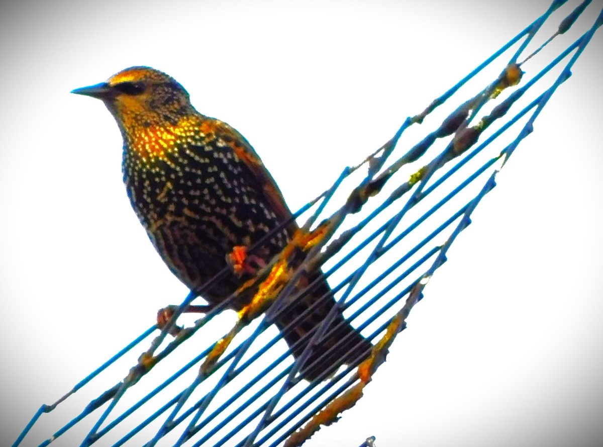 Match 5 of The 2023 ODI World&nbsp;Cup