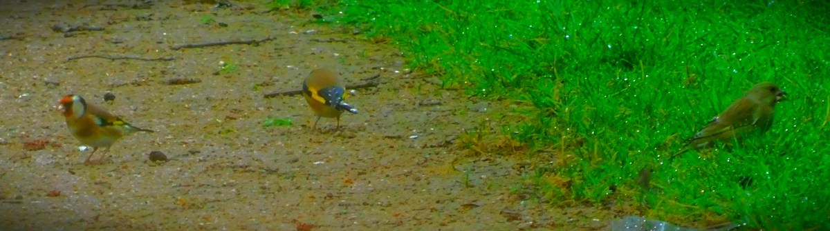 All Time XIs – South Africa&nbsp;1889-1970