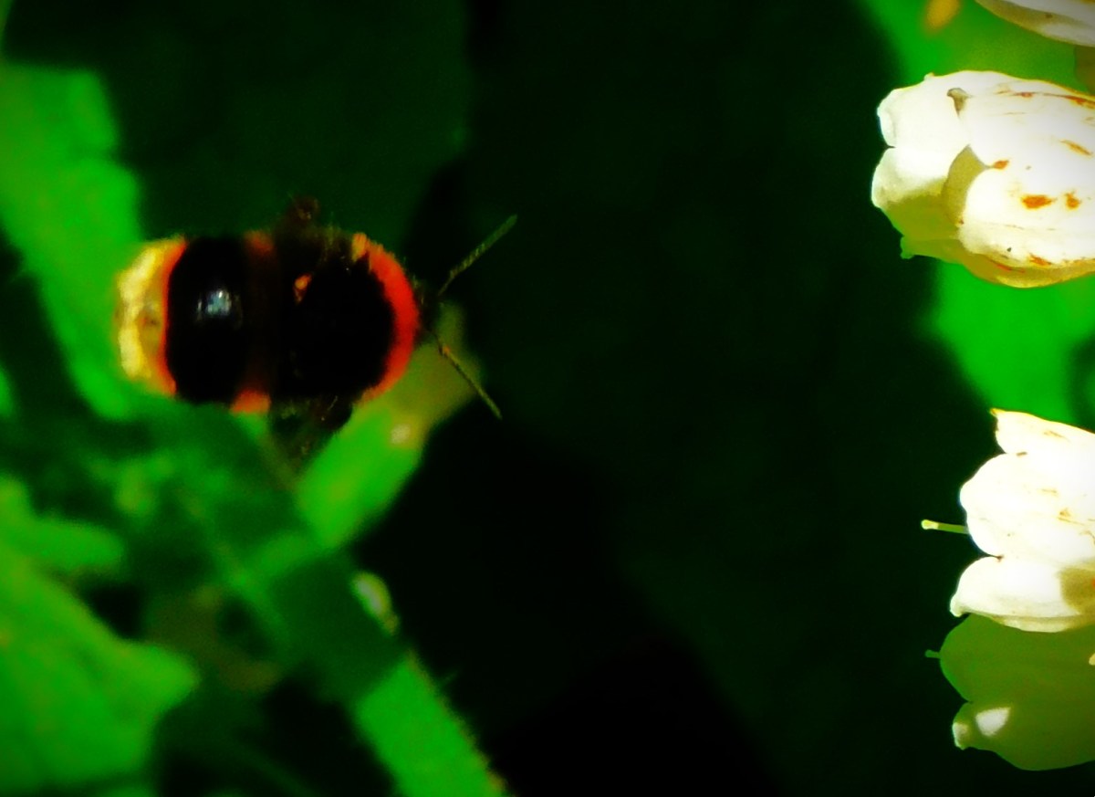 County Championship 2024 Under&nbsp;Way