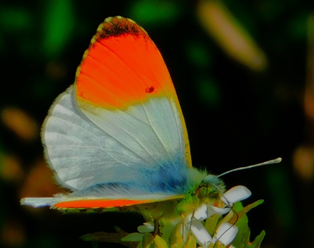 County Championship Meets T20&nbsp;(Possibly)