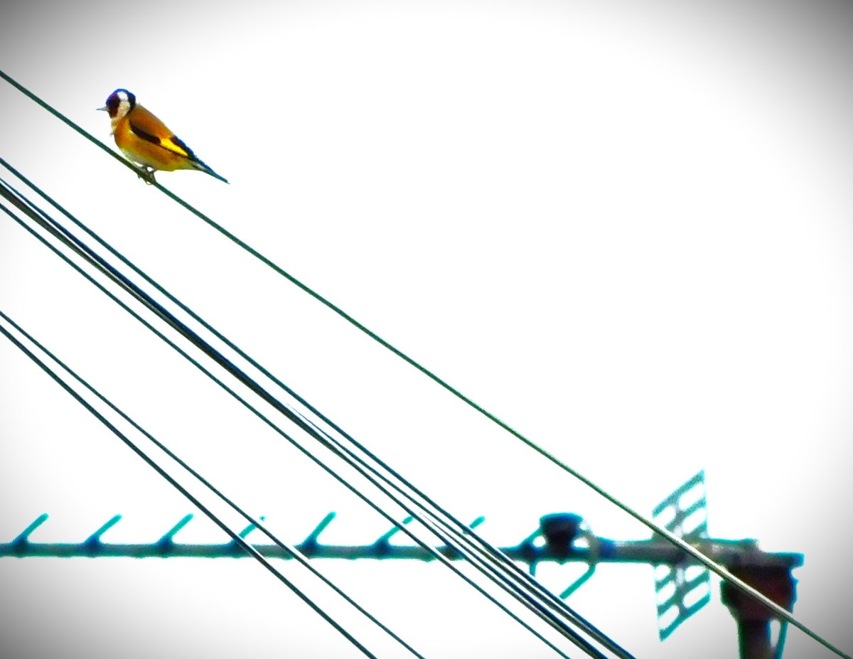 Rachael Heyhoe-Flint Trophy&nbsp;Action