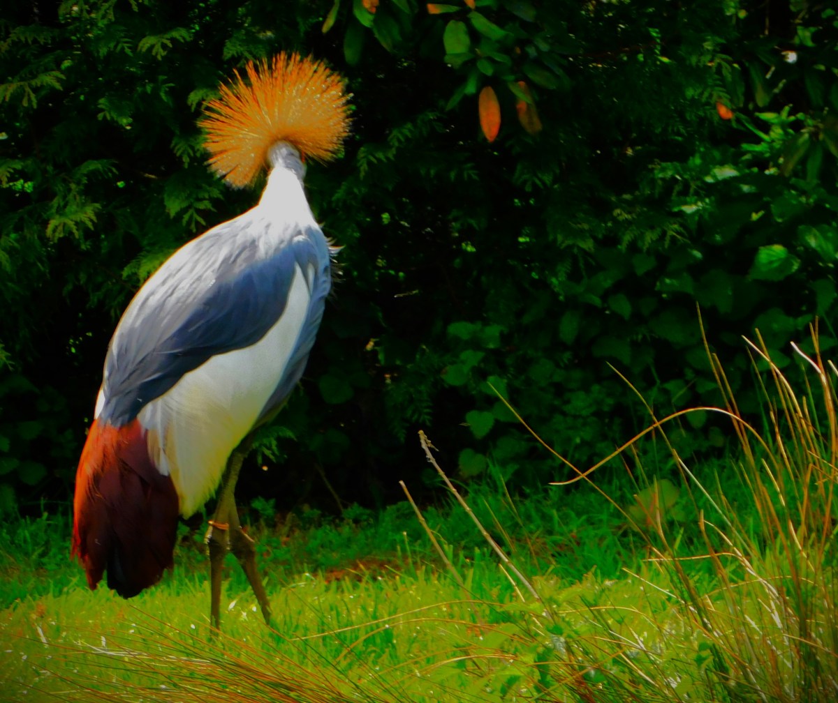 Pensthorpe 2024 – Setting the&nbsp;Scene