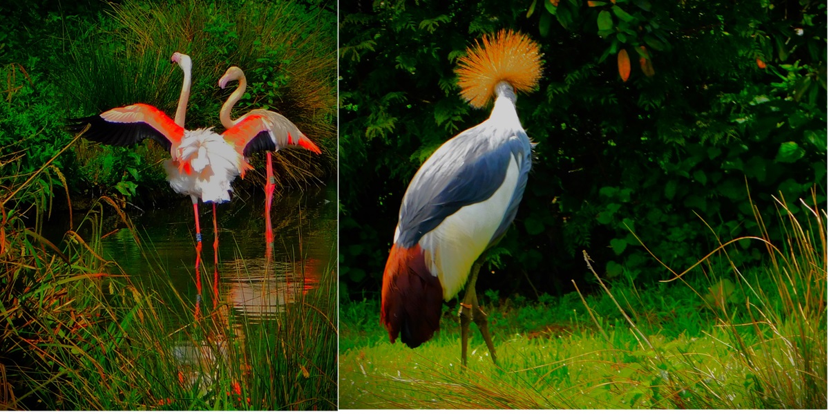 Pensthorpe: Flamingos and&nbsp;Cranes