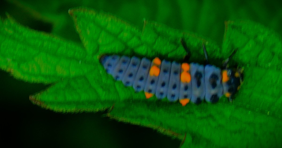 Yesterday’s Florida Quadrangular