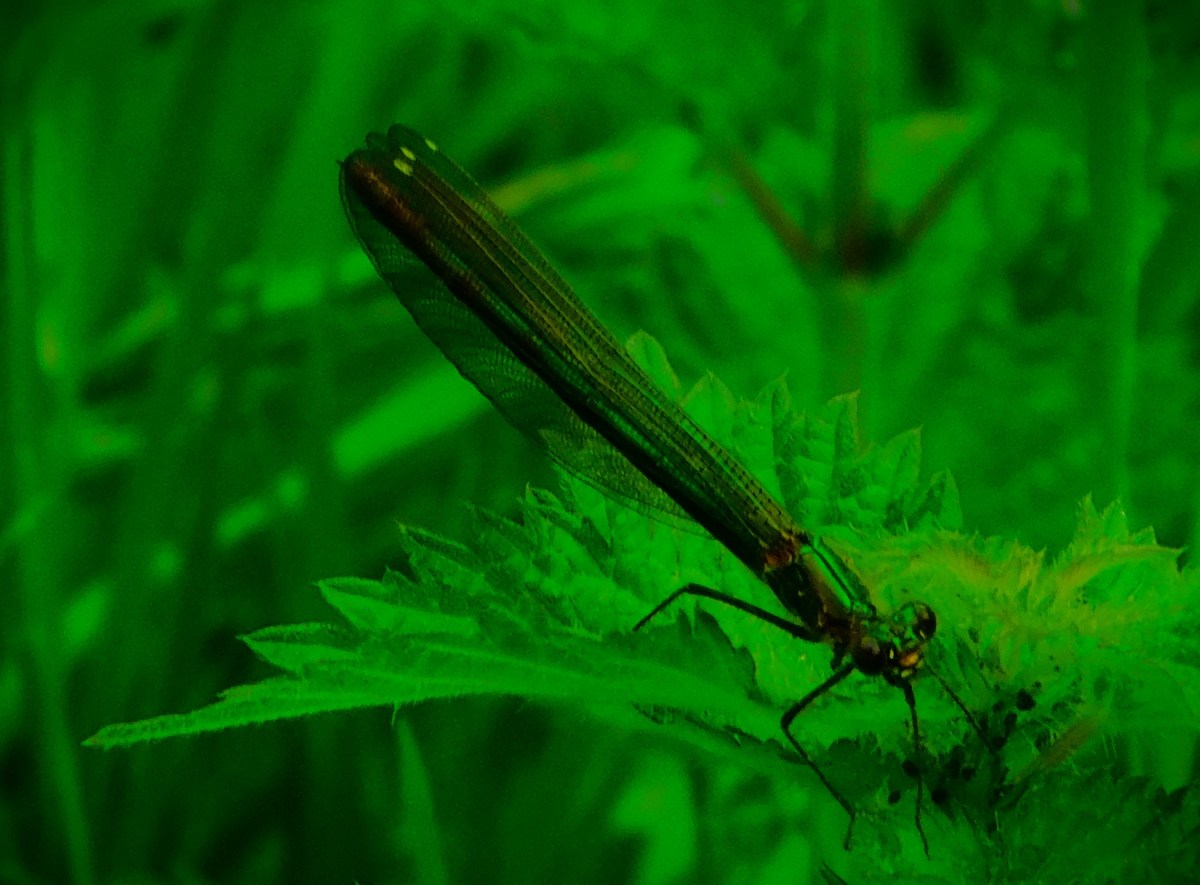 A Thriller and a Display of&nbsp;Dominance