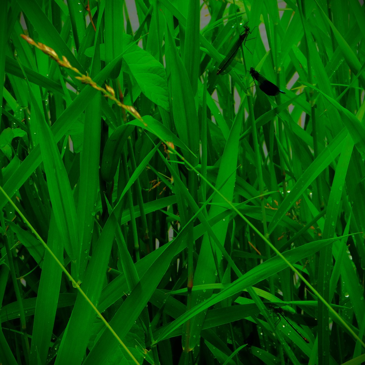 Surrey Versus the&nbsp;Clock