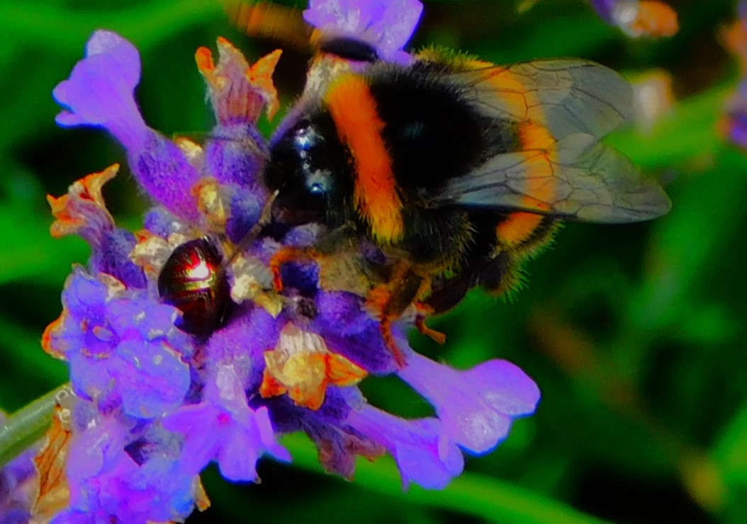 Two Wins For England Cricket&nbsp;Teams