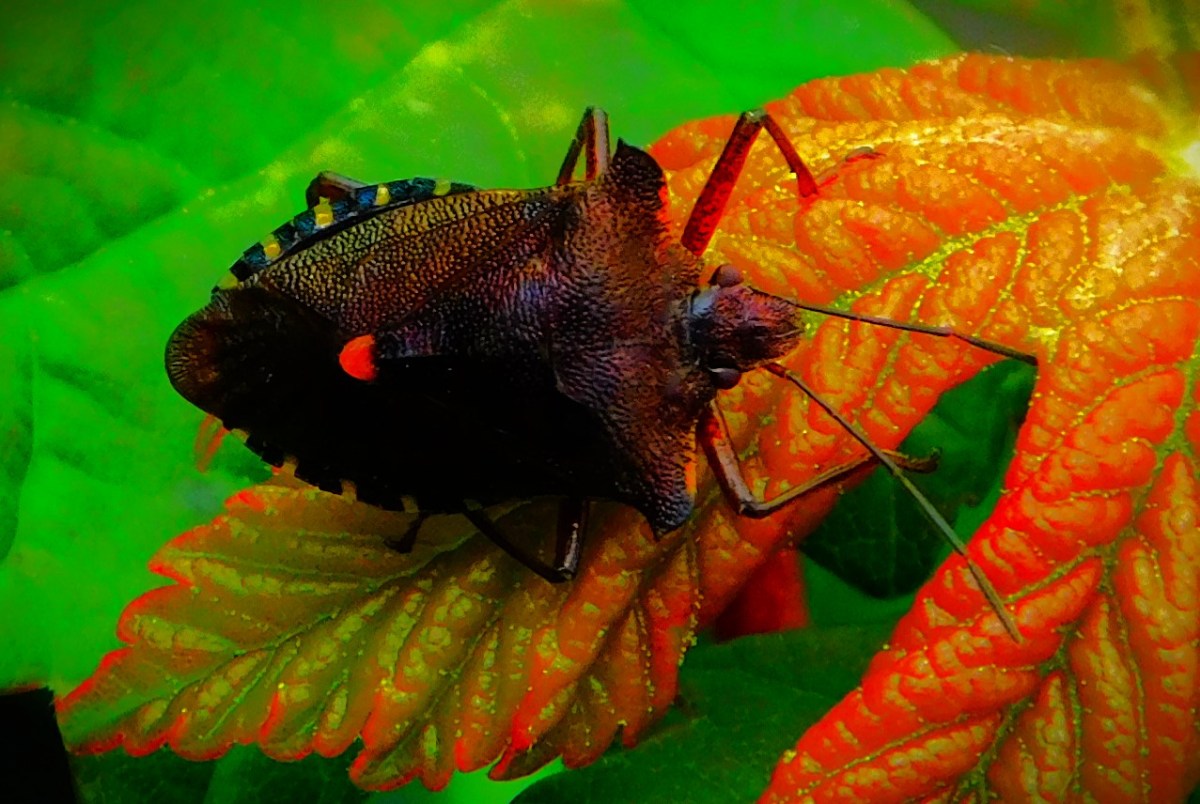 England Women Win&nbsp;Easily