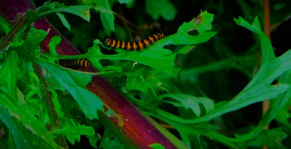 England Complete 3-0 Series Triumph Over West&nbsp;Indies