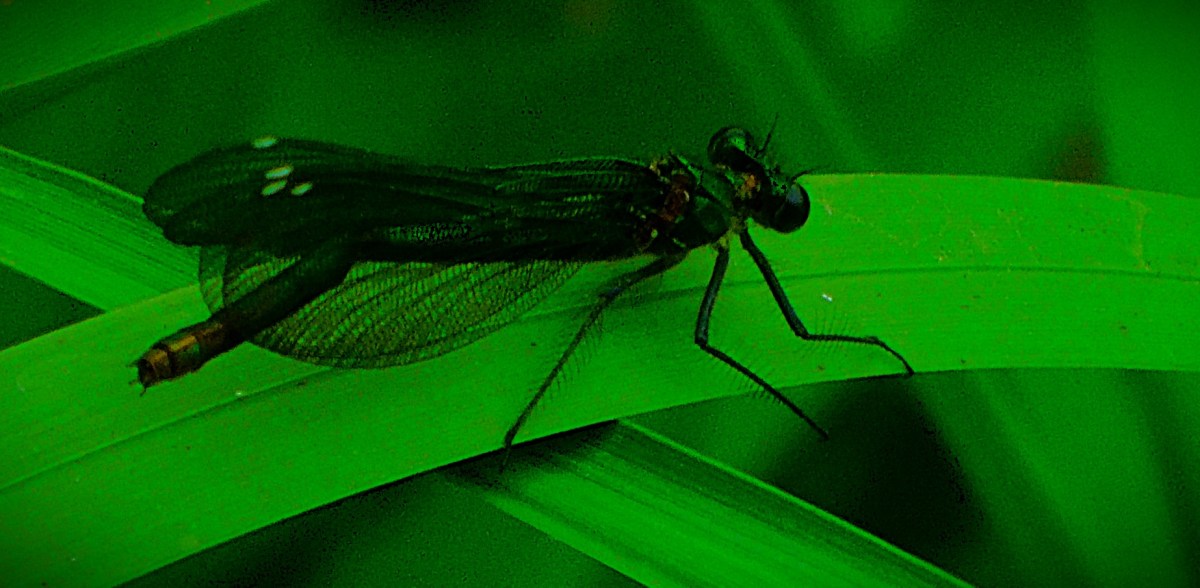 Superchargers v Invincibles