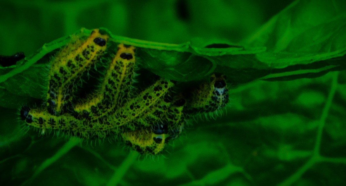 The Amy Jones&nbsp;Show