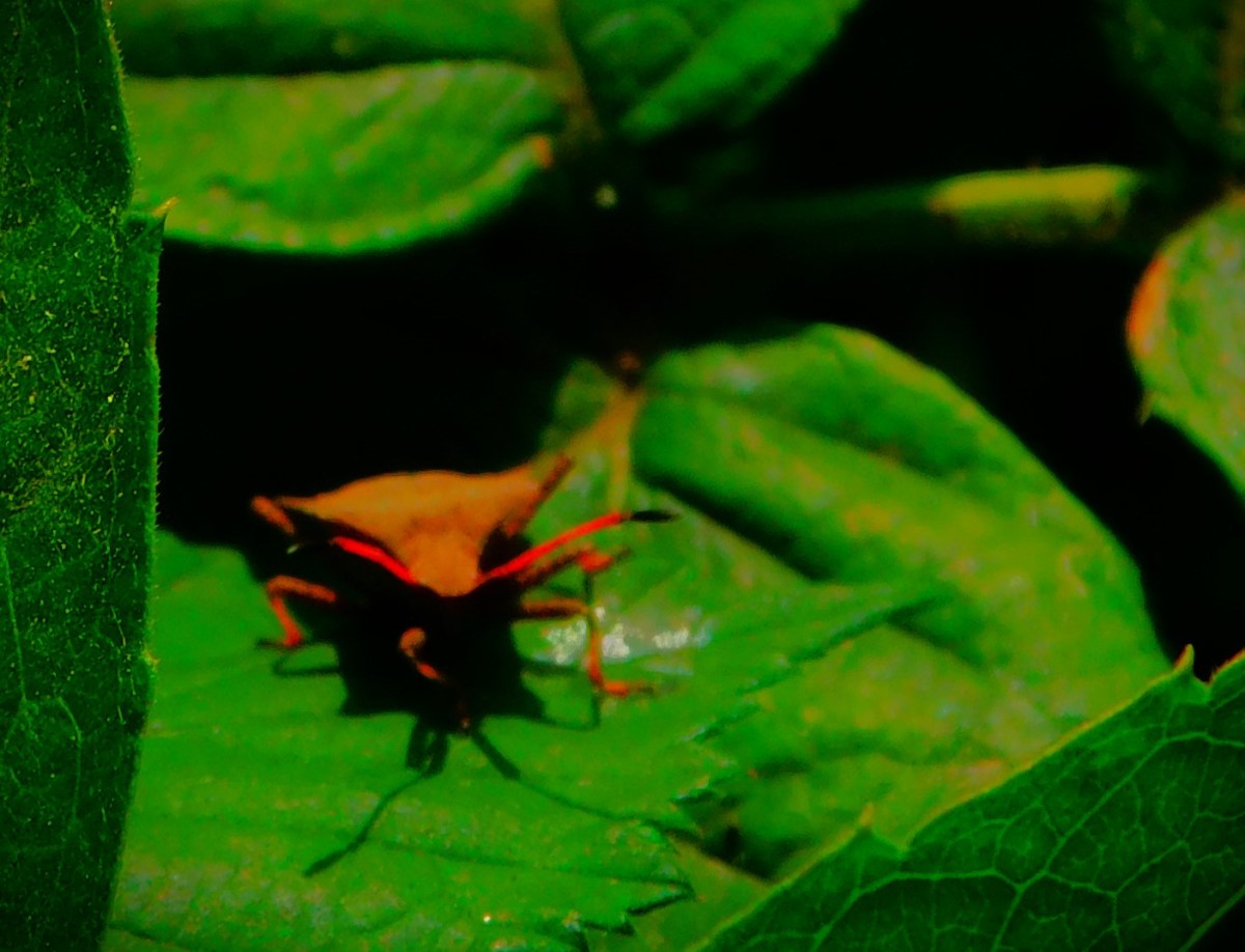 Spirit Win The Hundred&nbsp;(Women’s)