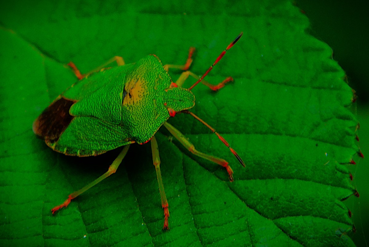 England in Control in Spite of&nbsp;Themselves