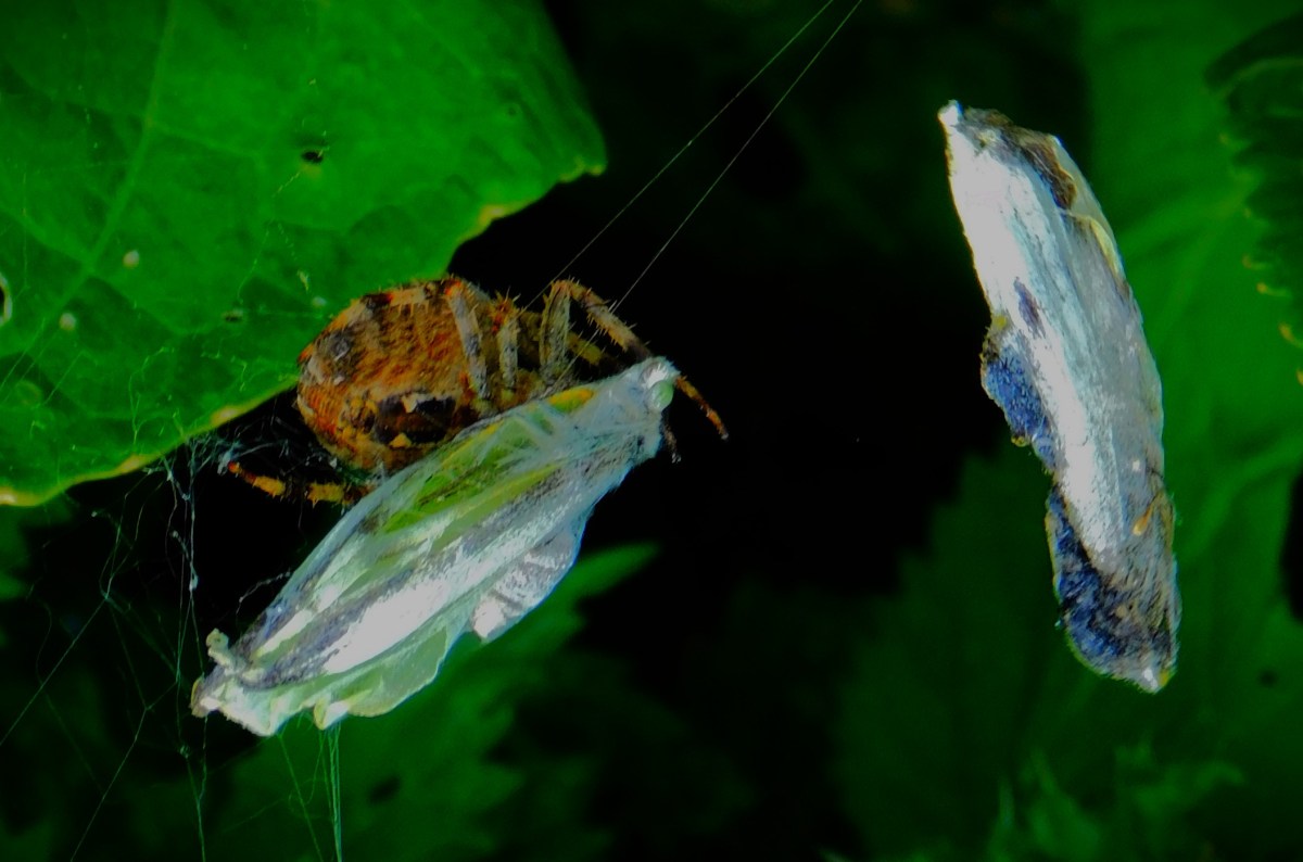 County Championship Race Going to the&nbsp;Wire