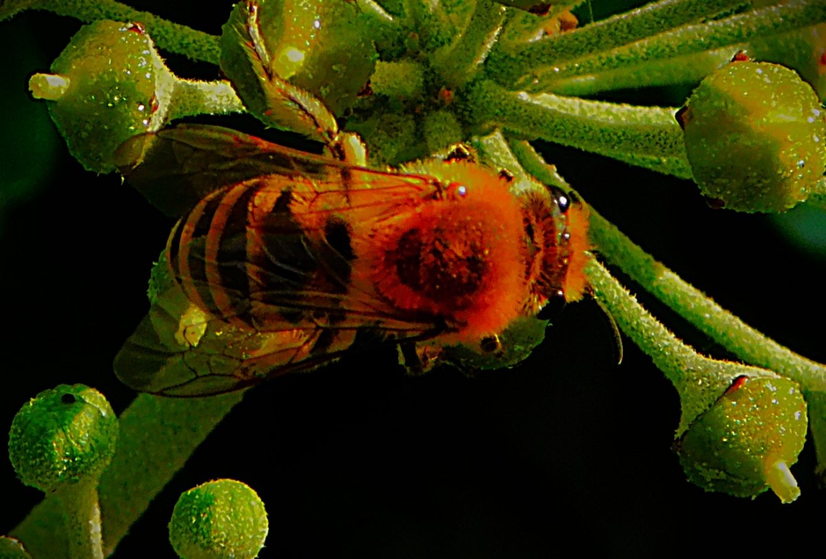 How a West Country Derby Final Came to&nbsp;Be