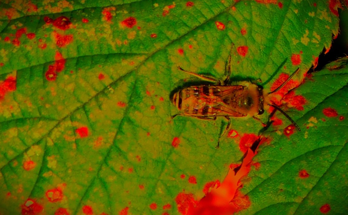 England’s Poor Start to ODI&nbsp;Series