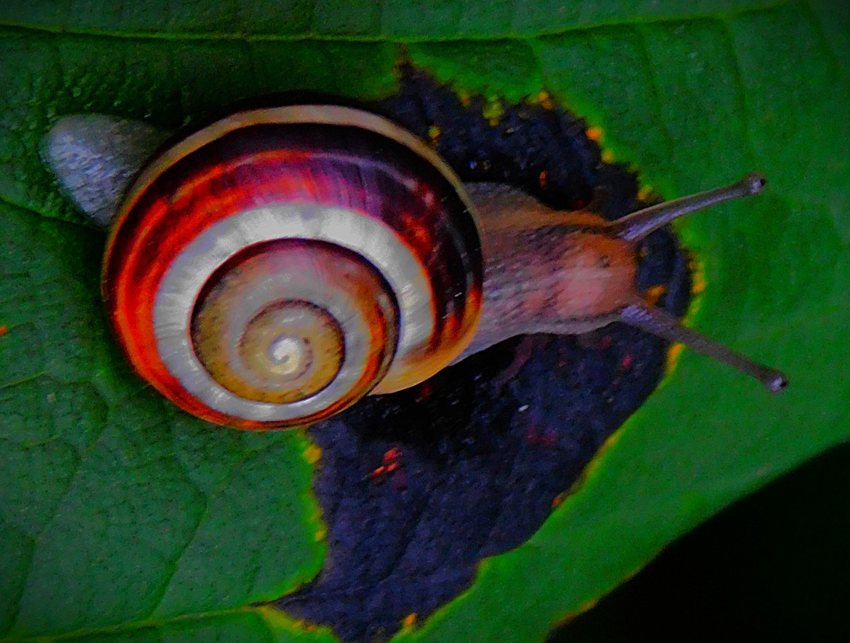An ECB Muck Up and a Hat Trick of Somerset Near&nbsp;Misses