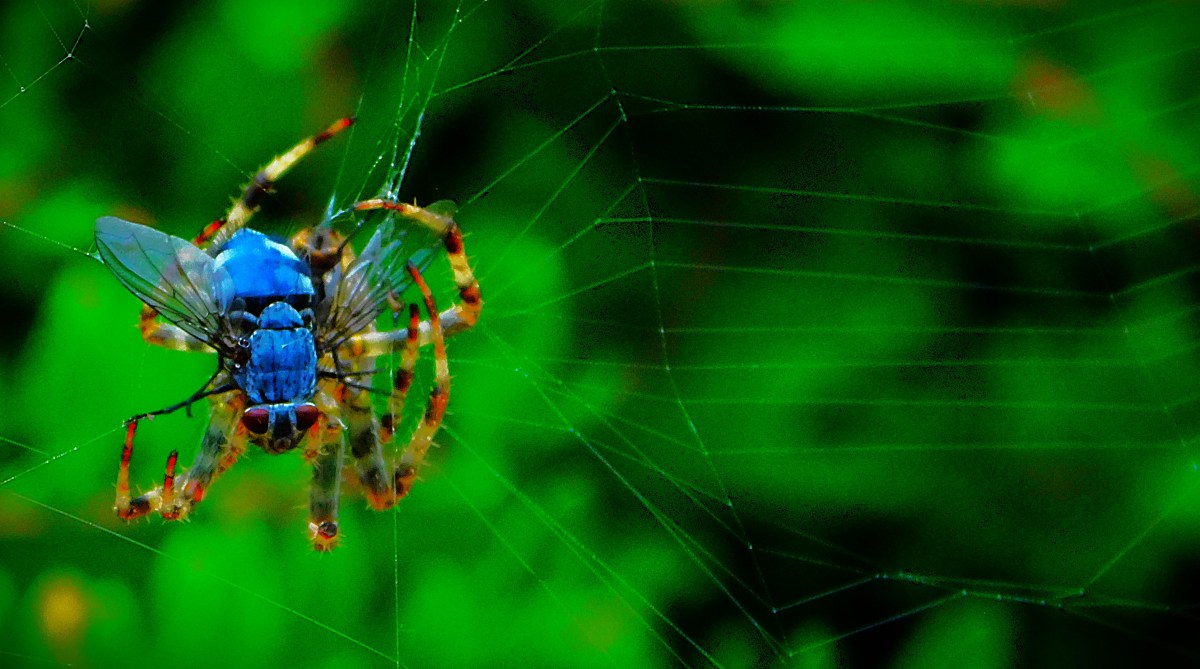 The Final of The Women’s T20 World&nbsp;Cup