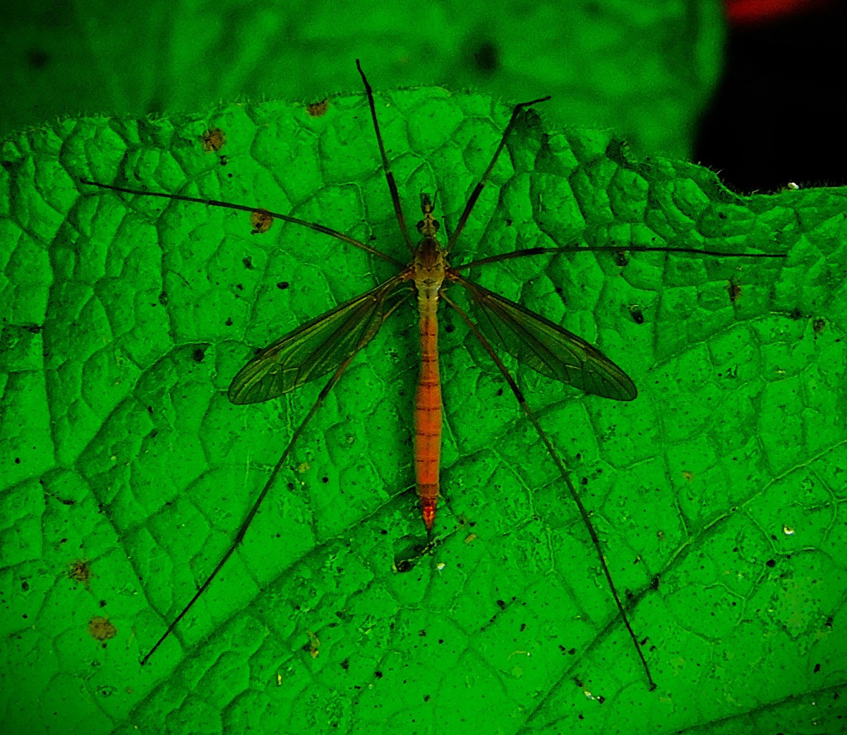 Pakistan v England So&nbsp;Far