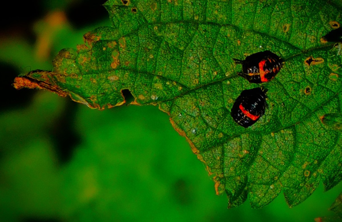 England Triumph in&nbsp;Multan
