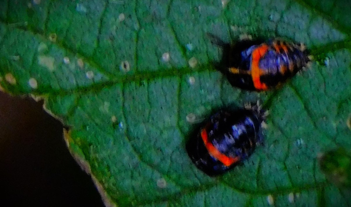 The Women’s World T20&nbsp;Cup