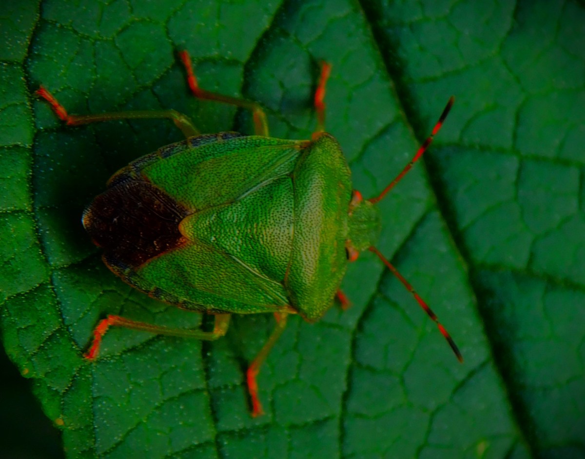 Thrills, Spills and Net Run Rate&nbsp;Calculations