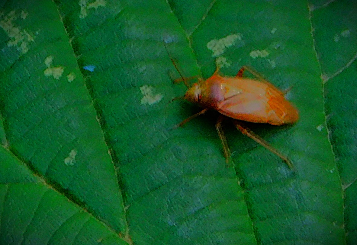Pakistan Level Test Series Against&nbsp;England