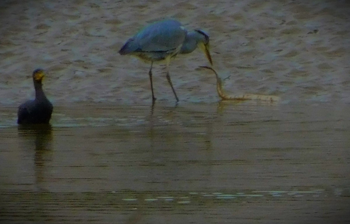 England Make Dreadful Start to ODI Series in West&nbsp;Indies