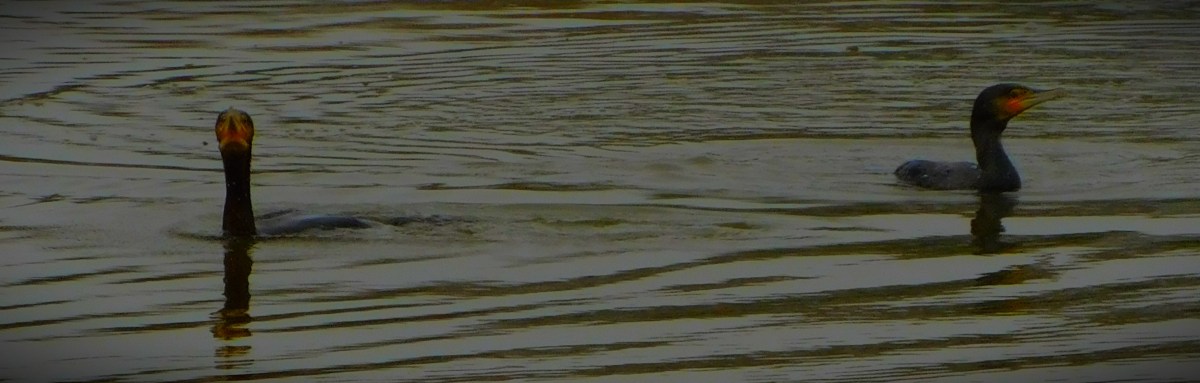 WBBL10 Double Header