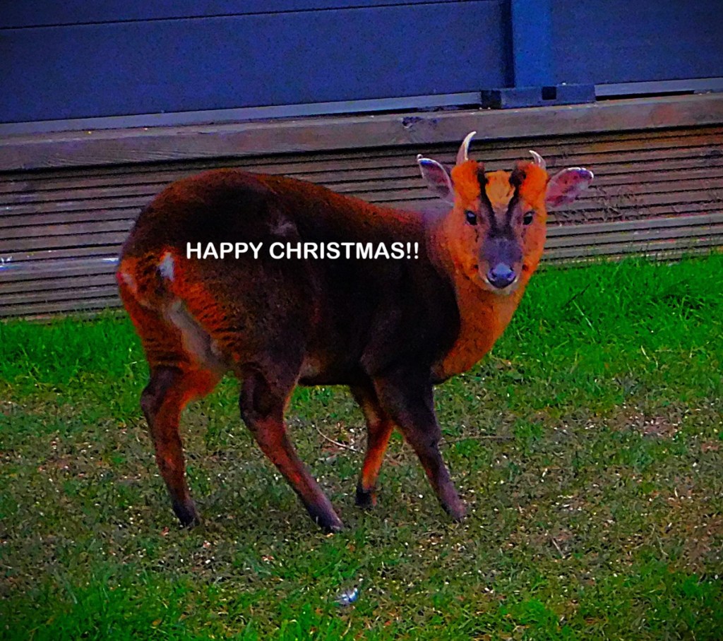 The words "HAPPY CHRISTMAS!!" in white text on a muntjac (the nearest thing King's Lynn has to reindeer!) - at least this one does have the beginnings of antlers. It is a small deer, brown in colour, with two black stripes down the middle of its face.