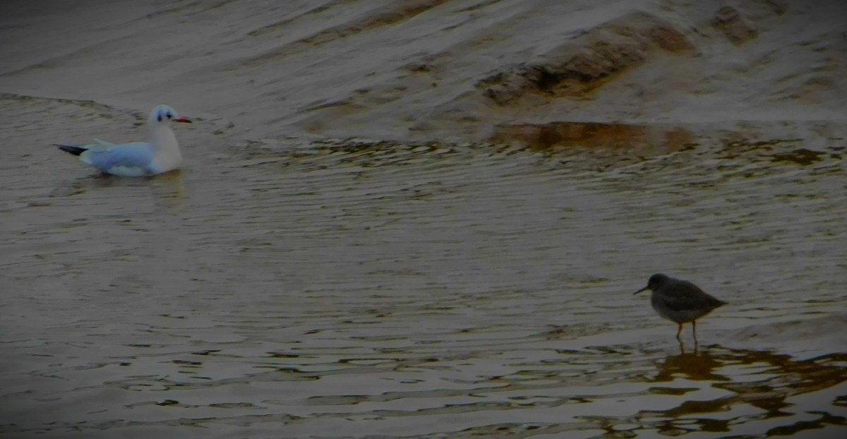 King’s Lynn in Multiple&nbsp;Moods