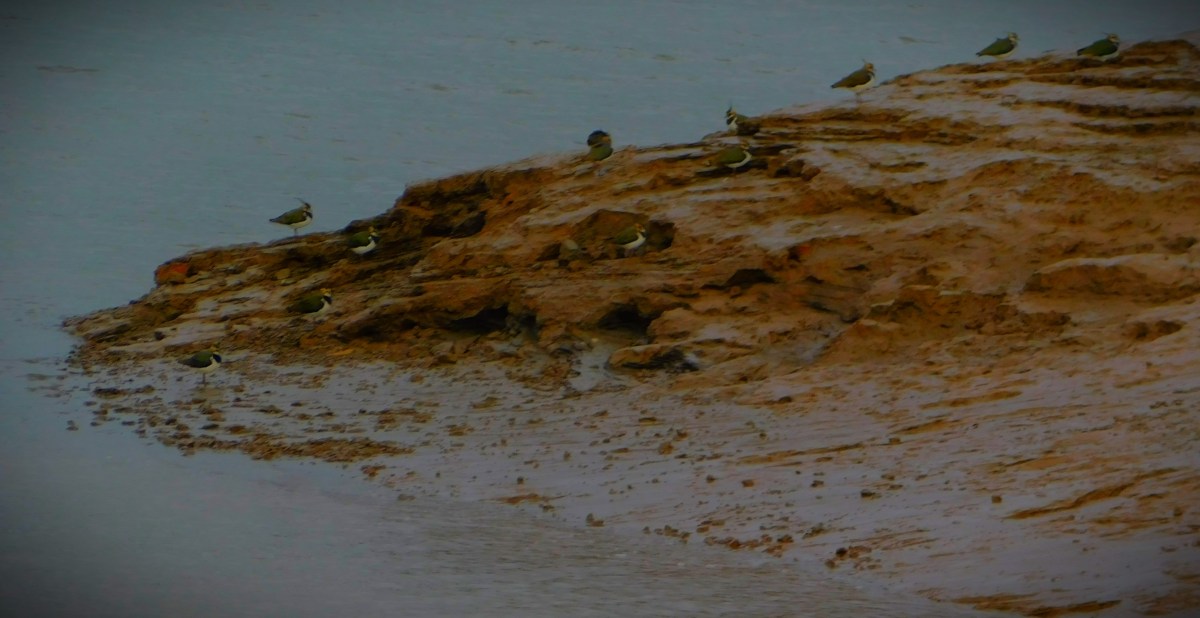 England Women Reassume Control in South&nbsp;Africa