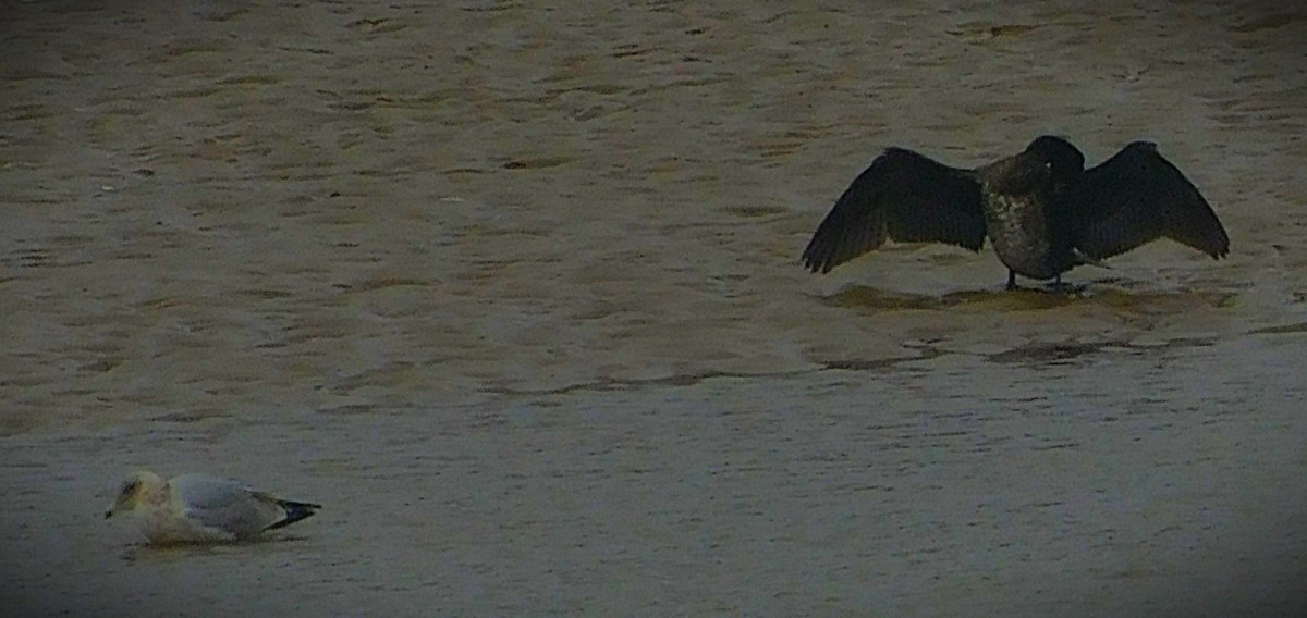 Day Four at the&nbsp;MCG