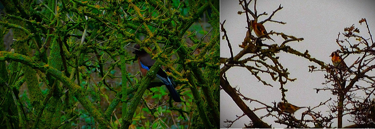 Women’s T20 Action