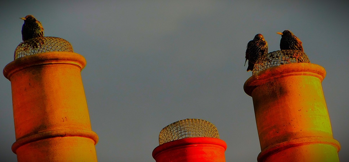 Australia Start Well in&nbsp;Sydney