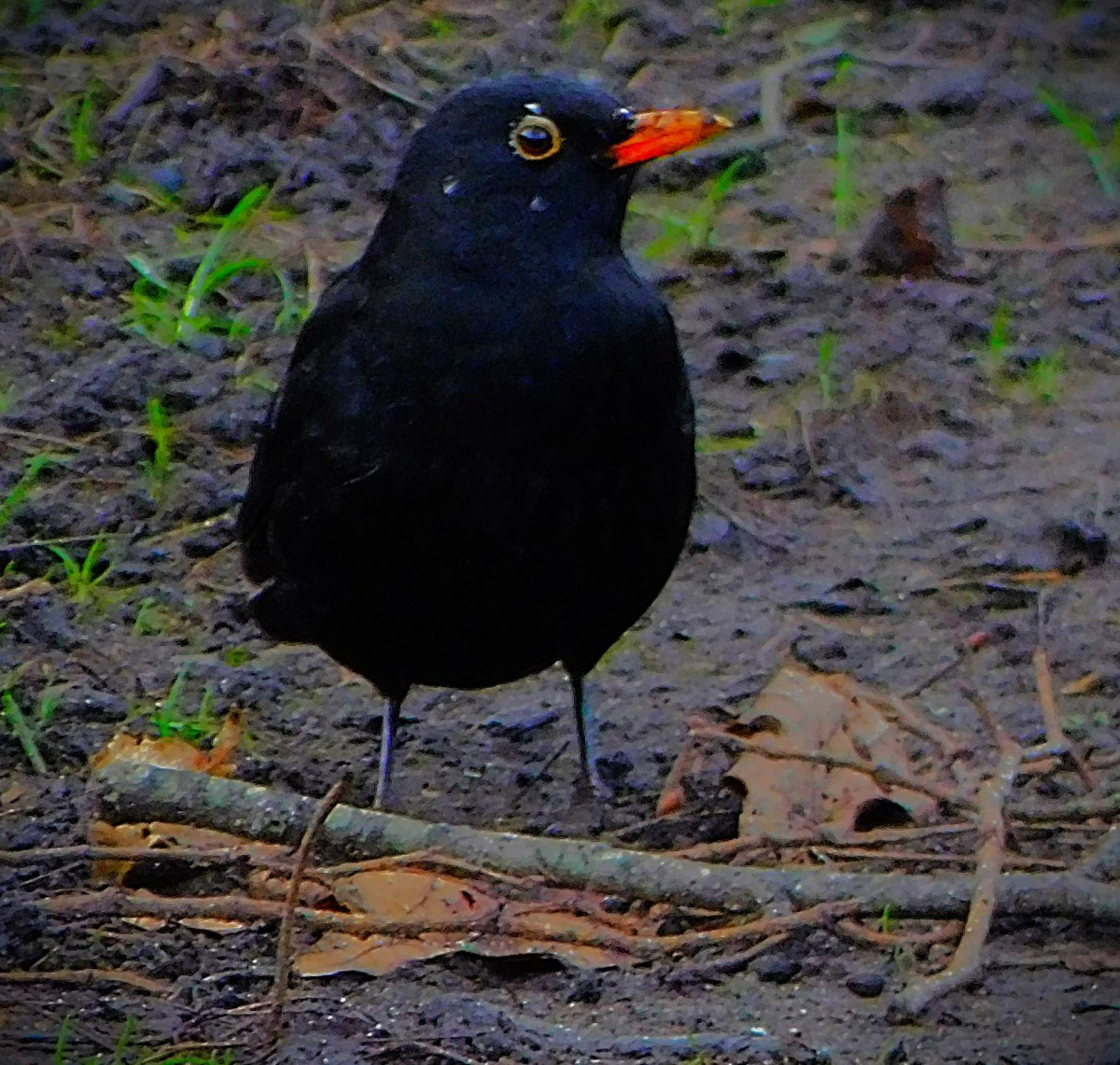 Australia Secure Border-Gavaskar&nbsp;Trophy