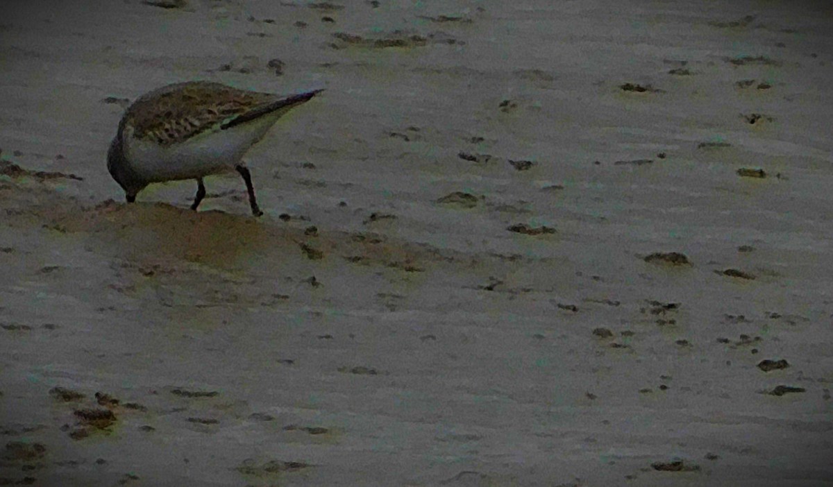 Women’s Ashes Underway